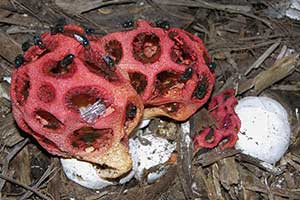 The Lattice Stinkhorn, It’s Slimy and It’s Smelly