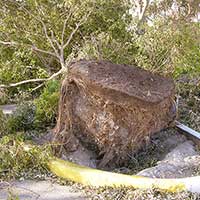 Improper location, compacted soil, and poor horticultural conitions are responsible for the majority of withthrow and tree damage.