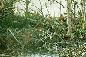 Saving Large Fallen Trees after Hurricane Andrew