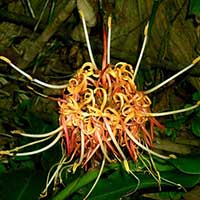 Hedychium longicornutum grows as an epiphyte.
click to enlarge