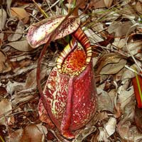 Nepenthes rafflesiana from
Bako National Park, Sarawak, Malaysia.