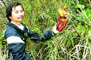 Nepenthes rajah from Mt. Kinabalu, Sabah, Malaysia