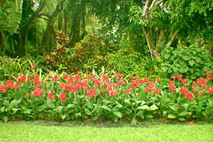 Canna Lilies for South Florida