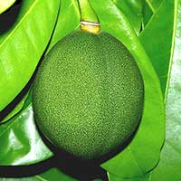Black Calabash fruit are not cauliflorous