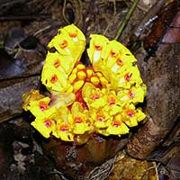 The ginger Etlingera fimbriobracteata
in Mulu, Sarawak, Malaysia