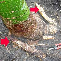The arrows show the root flare and where the circling roots should be cut off from this Pachira aquatica.