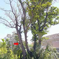 Relocated five years ago with rigging from three tree straps, this kamani tree (Calophyllum inophyllum) shows the kind of damage that can occur from trunk compression. The arrow shows where the strap was attached and compression occured. The entire trunk will have to be removed.