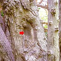 Calabash tree (Crescentia cujete) arrow indicate 5 yr old compression damage.