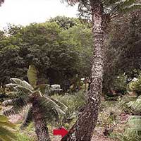 The red arrow shows where a cavity was filled eight years ago on this very old Microcycas calocoma at the Montgomery Botanical Center. The inset is a close-up of the foam that is still in good condition.