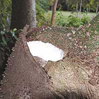 A tree cavity filled on a Ceiba speciosa at The Kampong of the National Tropical Botanical Garden.