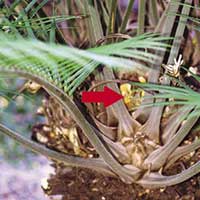 The arrow indicates where foam had been sprayed into a large cavity on the trunk of
this cycad (Lepidozamia peroffskyana) at Montgomery Botanical Center. All of the foliage,
which is covering most of the visible foam, is new since the application over a year ago.