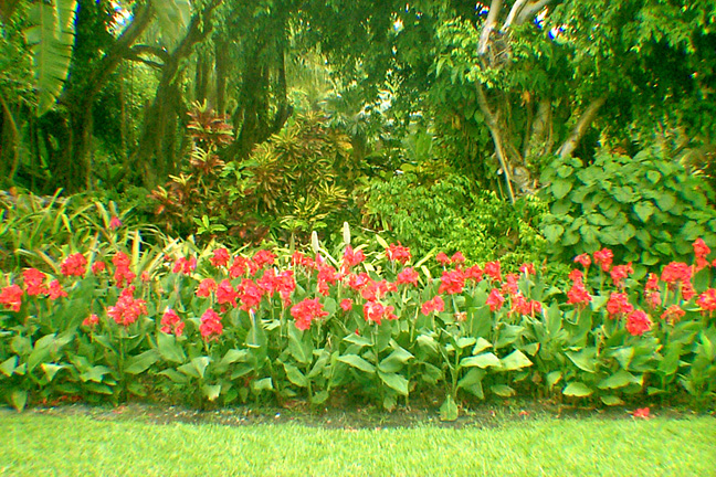 Does Canna Lillies Do Well in South Florida 