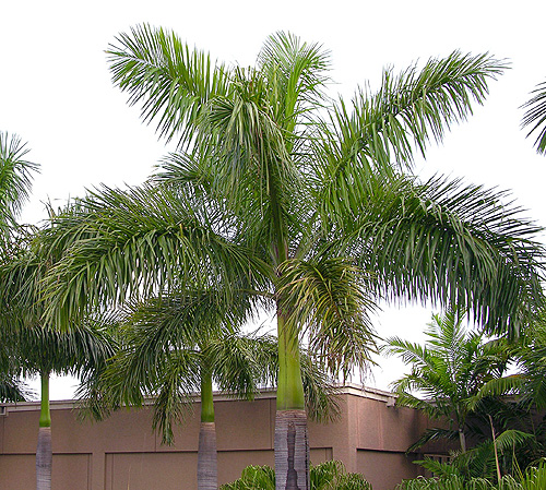 Some 50 foot tall Royal Palms at Jungle Island.