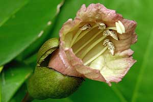 Pollination and the Natural History of the Calabash Tree