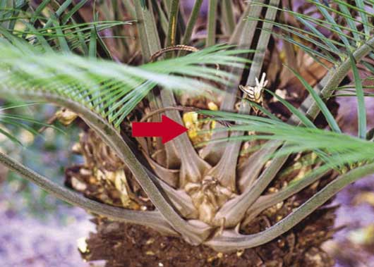 The arrow indicates where foam had been sprayed into a large cavity on the trunk of this cycad (Lepidozamia peroffskyana)