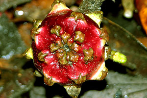 earth fig