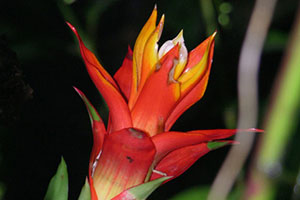 guzmania