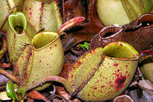 pitcher plant