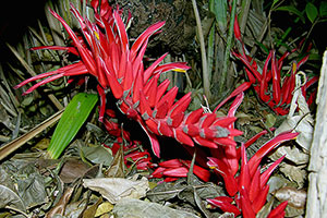 Pitcairnia corallina var. corallina