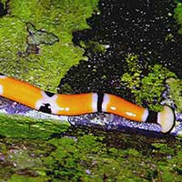 An Aposematic Platyhelminthes flatworm possibly a
Bipalium sp. near Gunung Gading, Sarawak, Malaysia