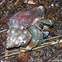 The terrestrial Hermit Crab, Coenobita sp.
from Bako, Sarawak, Malaysia