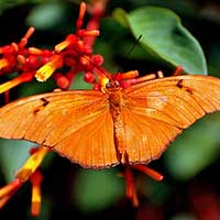A Julia butterfly, Dryas iulia, taking nectar from a Fire Bush, Hamelia patens at Jungle Island,
Miami, Florida.