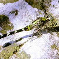 Female Eastern Pondhawk, Erythemis
simplicicollis from Grand Bahama Island