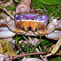 Cardisoma guanhumi after a rainy day in South Florida