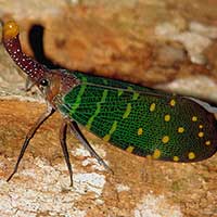Lantern Bug, Pyrops intricata from Gunung
Gading, Sarawak, Malaysia
