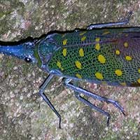 Lantern Bug, Fulgoridae sp. from Kinabalu,
Sabah, Malaysia