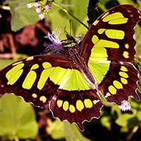 A Malachite butterfly, Siproeta stelenes, at El Parque Chipinque in Monterrey, Mexico