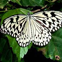 Tree Nymph (Idea leuconoe) in Malaysia