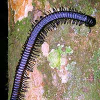 Unidentified Blue Millipede from Gunung
Gading, Sarawak, Malaysia