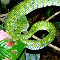 Wagler's Viper, Tropidolaemus wagleri
near Sandakan in Sabah, Malaysia