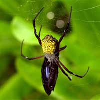 An Argiope appensa spider eating a Common Eggfly Butterfly Hypolimnas bolina caught in its orb web near Inarajan, Guam