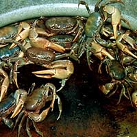Collected land crabs