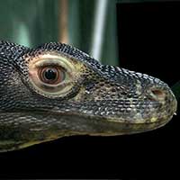 Varanus komodoensis, Komodo Monitor