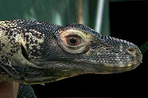 About Tropical Animals