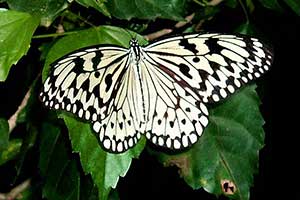 Butterflies in the Garden