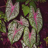 Different color forms of Caladium bicolor found on Volcan Mombacho, Nicaragua.