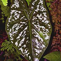 Different color forms of Caladium bicolor found on Volcan Mombacho, Nicaragua.