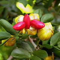 Lignum-vitae, Guaiacum sanctum from Grand Bahama Island.