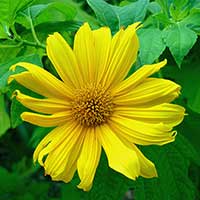 Tithonia diversifolia, Tree Marigold has been shown to be a high quality nutrient resource of phosphorous when used as a green mulch