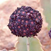 Caralluma acutangula (syn. C. retrospicens) may be the largest of the stapeliads. This plant was photographed in Orman Botanic Garden, Giza, Egypt.