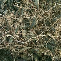 Roots from a Black Olive, Bucida buceras that have filled the five inch layer of compost