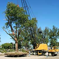 As part of its goal to save as many original canopy trees as practical, this 40,000 pound black olive tree was relocated and given the full compost treatment.