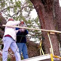 Drilling to place 7' long threaded rods to support a large Live Oak, Quercus virigiana, damaged in Hurricane Wilma