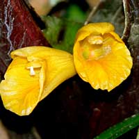 Boesenbergia sp.