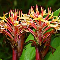 Burbidgea schizocheila often grows as an epiphyte