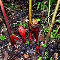 Etlingera muluensis